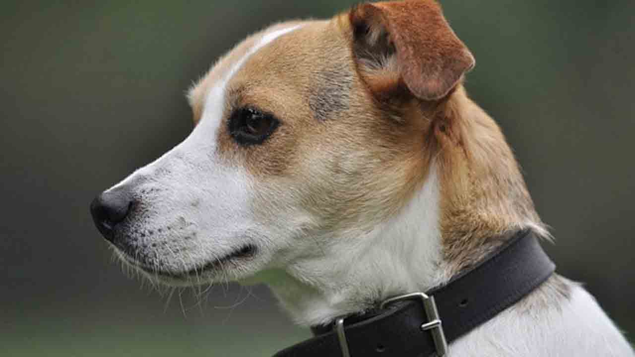 తుపాకీతో వ్యక్తిని కాల్చి చంపిన శునకం..!