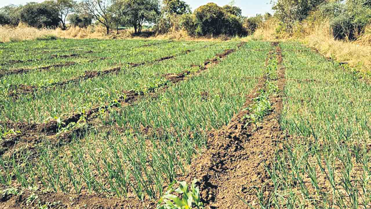 మర్పల్లి..కాసుల ఉల్లి