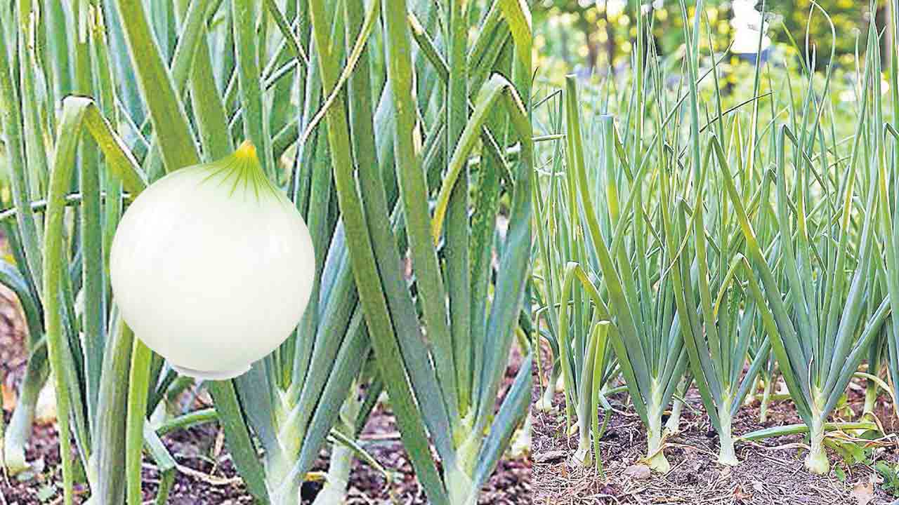 ఉల్లి సాగుకు సమయమిదే..