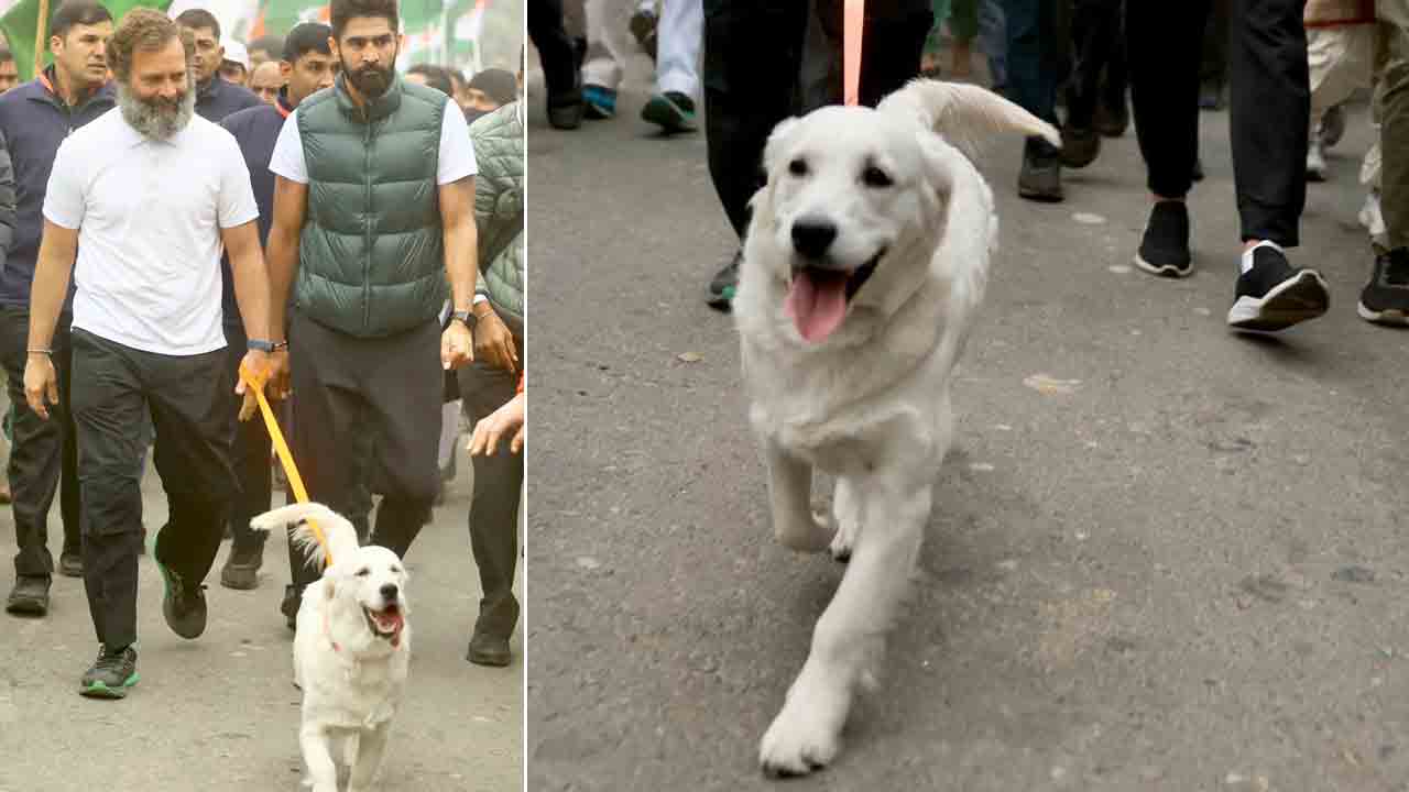 Rahul Gandhi | రాహుల్‌ యాత్రకు అనుకోని అతిథి.. ఎవరో తెలుసా..?