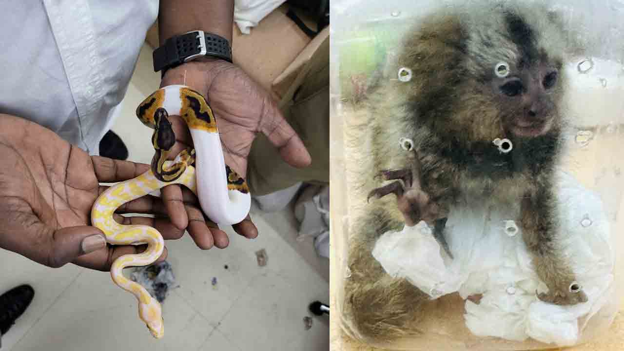 రెండు బ్యాగుల్లో పాములు, కోతులు, తాబేళ్లు.. కస్టమ్స్‌ చేతికి చిక్కిన స్మగ్లర్‌