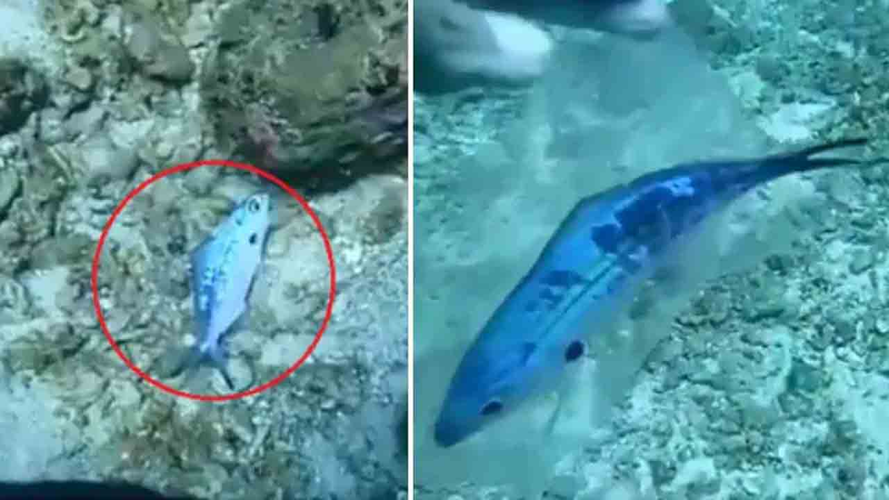 Viral Video | సముద్రం అడుగున ప్లాస్టిక్‌ కవర్లో చిక్కుకున్న చేప.. స్కూబా డైవర్లు ఎలా రక్షించారో చూడండి