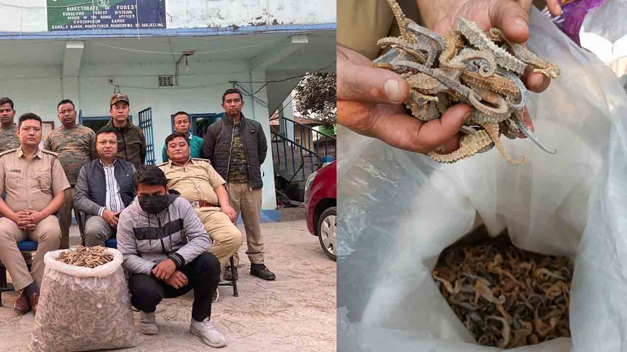 సముద్ర గుర్రాల అక్రమ తరలింపు కేసులో మరో ముగ్గురు అరెస్ట్‌..!