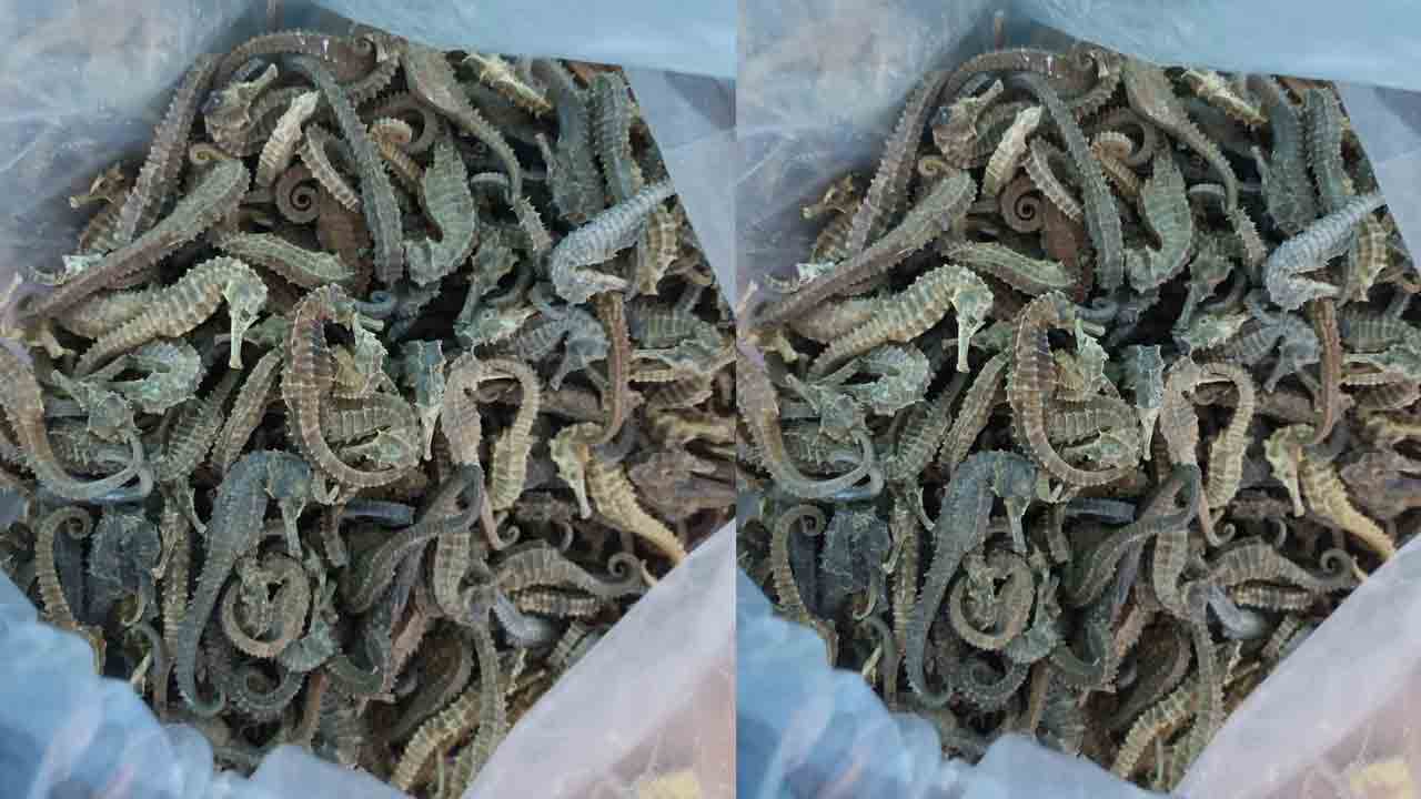 అక్రమంగా సముద్రపు గుర్రాల తరలింపు.. ఐదు కిలోలు సీజ్‌, నిందితుడి అరెస్ట్‌..!