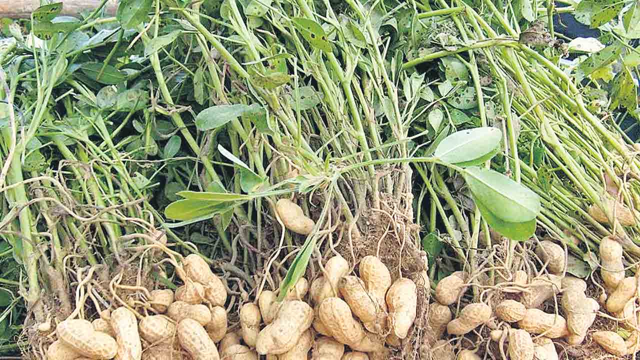 ఏపీకి తెలంగాణ విత్తనాలు