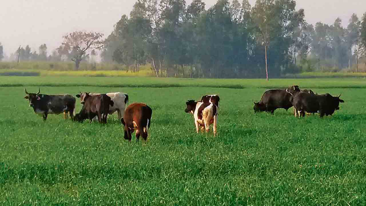 వీడని వీధి పశువుల బెడద.. గ్రాసం లేక పొలాల్లోకి పశువులు