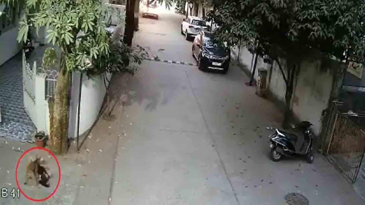 Stray Dog | దారుణం.. చిన్నారిపై కుక్కదాడి వీడియో వైరల్‌..!