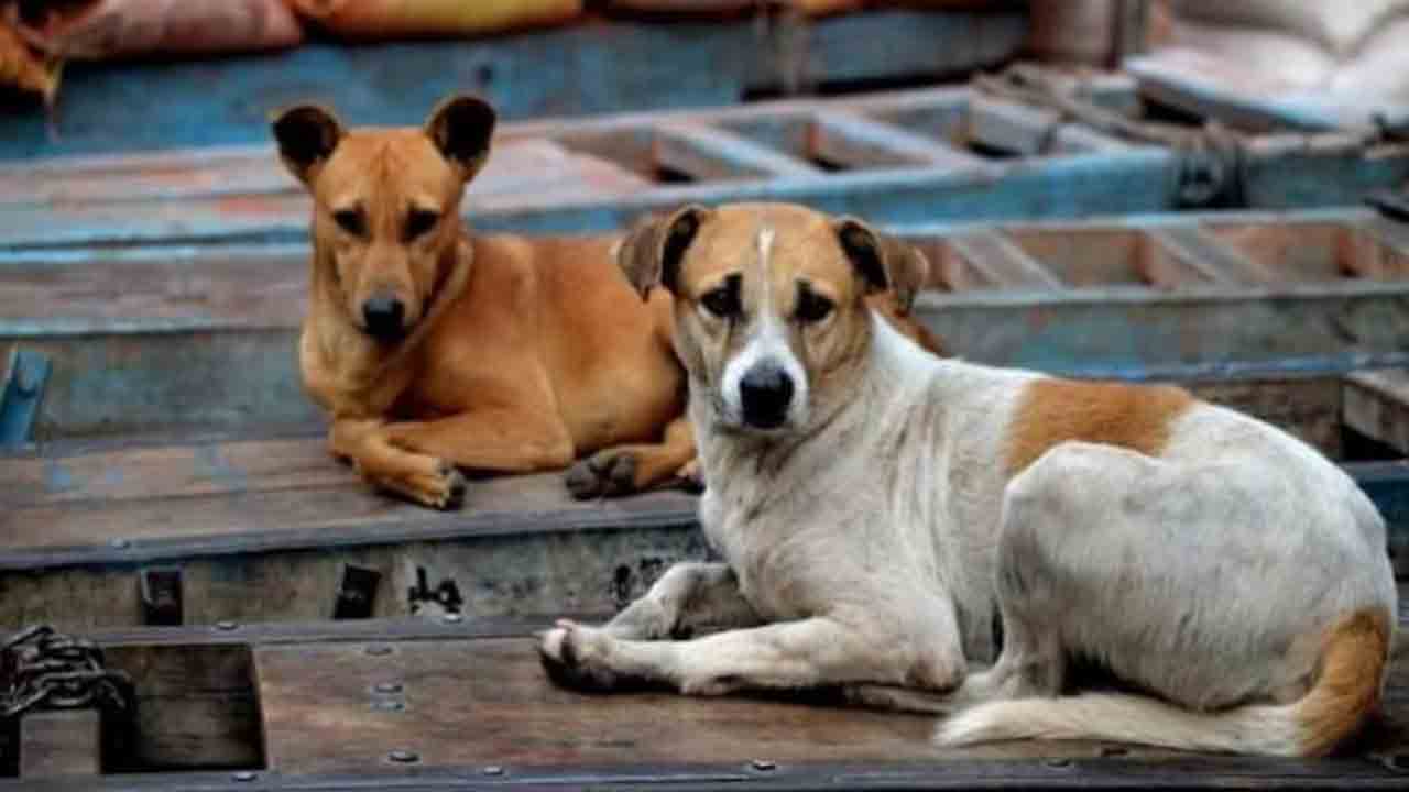 వీధి కుక్కలను కాల్చి చంపుతున్న షూటర్లు.. ఎక్కడంటే?