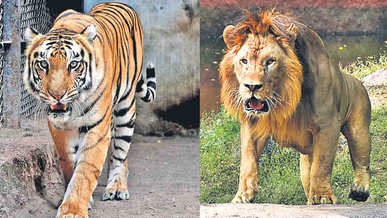 దత్తత తీసుకుందాం.. ఎంచక్కా..