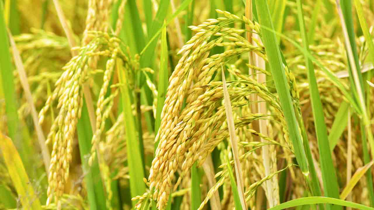 యాసంగి సాగు అదరహో