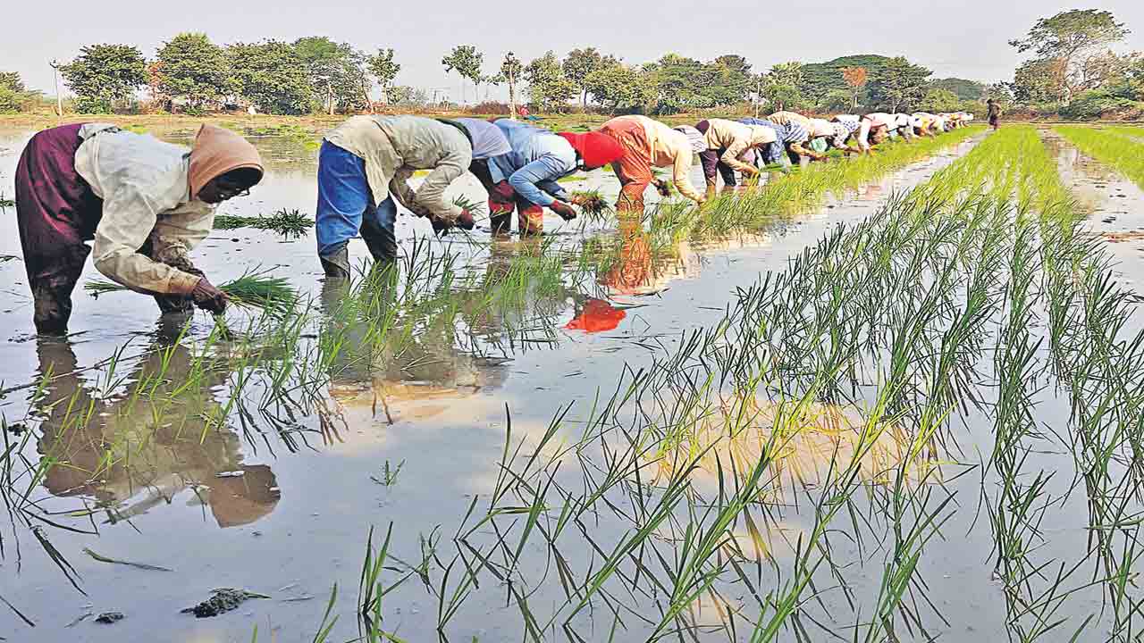 జోరు మీదున్న వరి.. రాష్ట్రవ్యాప్తంగా 5.35 లక్షల ఎకరాల్లో సాగు