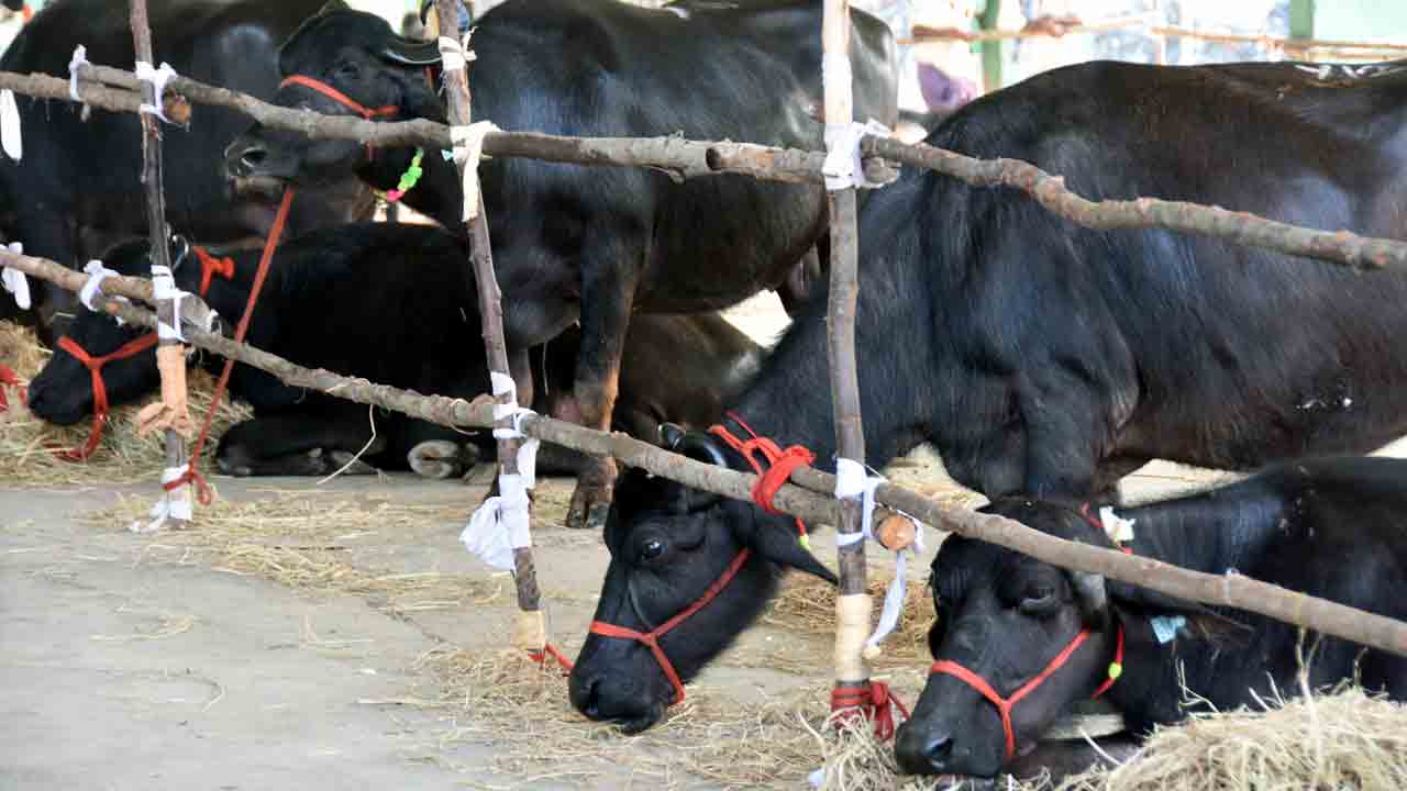 ఎస్సీలకు మినీ డెయిరీలు