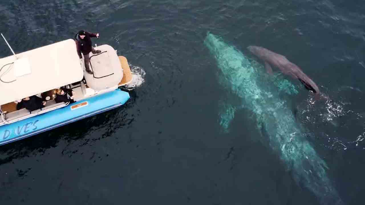 Viral video | పర్యాటకుల బోటు దగ్గరే తిమింగళాల ఆట.. కాలిఫోర్నియా తీరంలో కనువిందైన దృశ్యం