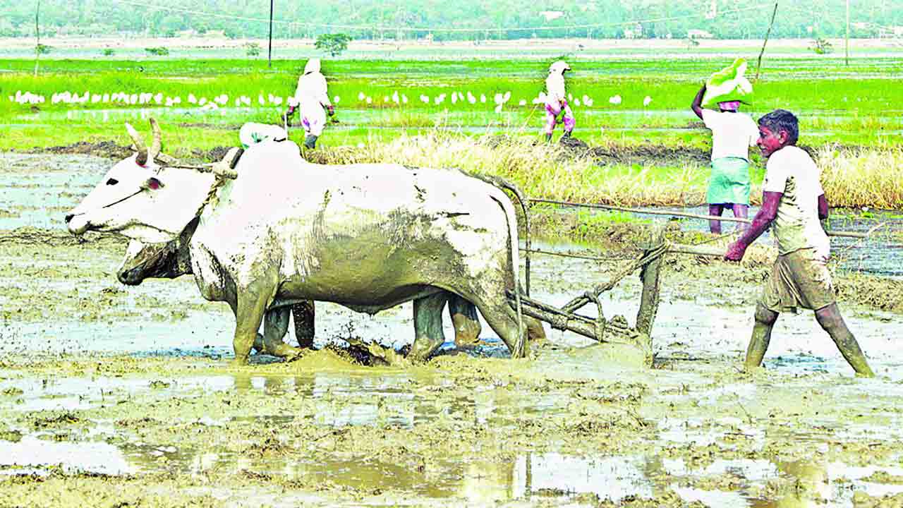 11,738 మందికి  రైతుబంధు