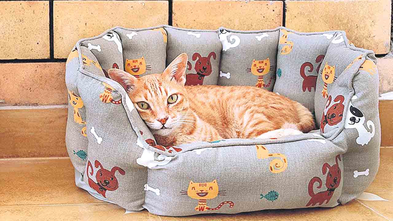 జెన్నీ నచ్చేలా.. టామీ మెచ్చేలా..