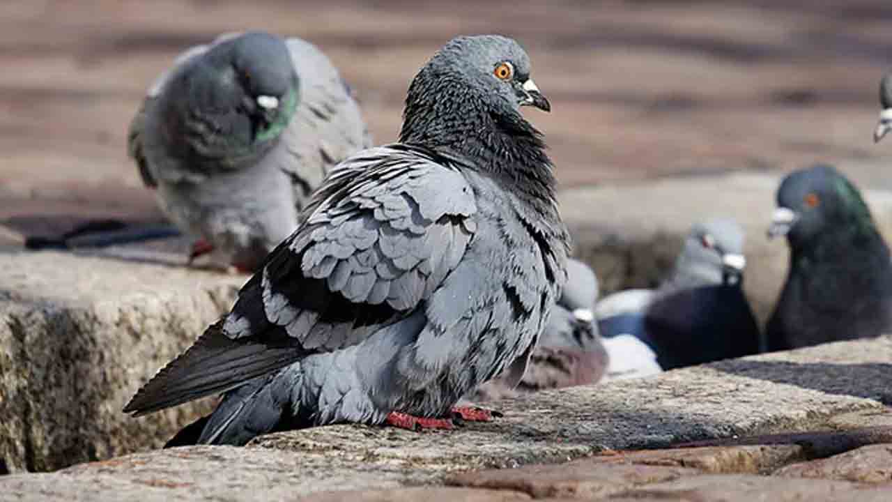 పిల్లిని ఎత్తుకెళ్లాడని 30 పావురాలను చంపాడు