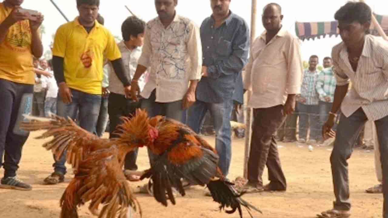 ఏపీలో జోరుగా కోడిపందేలు ప్రారంభం