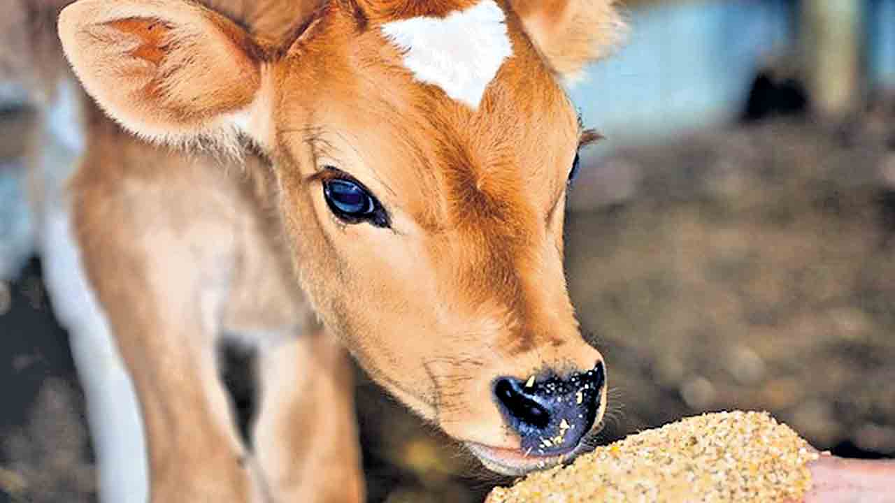 ఉత్తమగతికి పంచయజ్ఞాలు