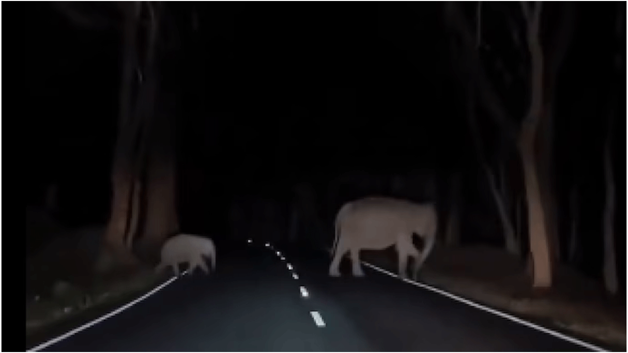 వైర‌ల్ వీడియో : చుట్టూ చీక‌టి..ఆపై ఏనుగులు రోడ్డు దాటుతుండ‌గా ఏమైందంటే..!