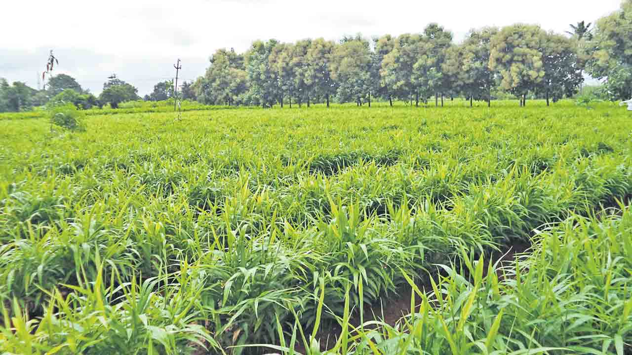 సిరులు కురిపిస్తున్న ‘సుగంధ’ సాగు