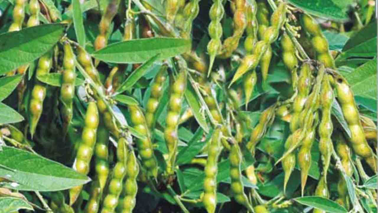 కరువును తట్టుకొనే కంది వంగడాలు