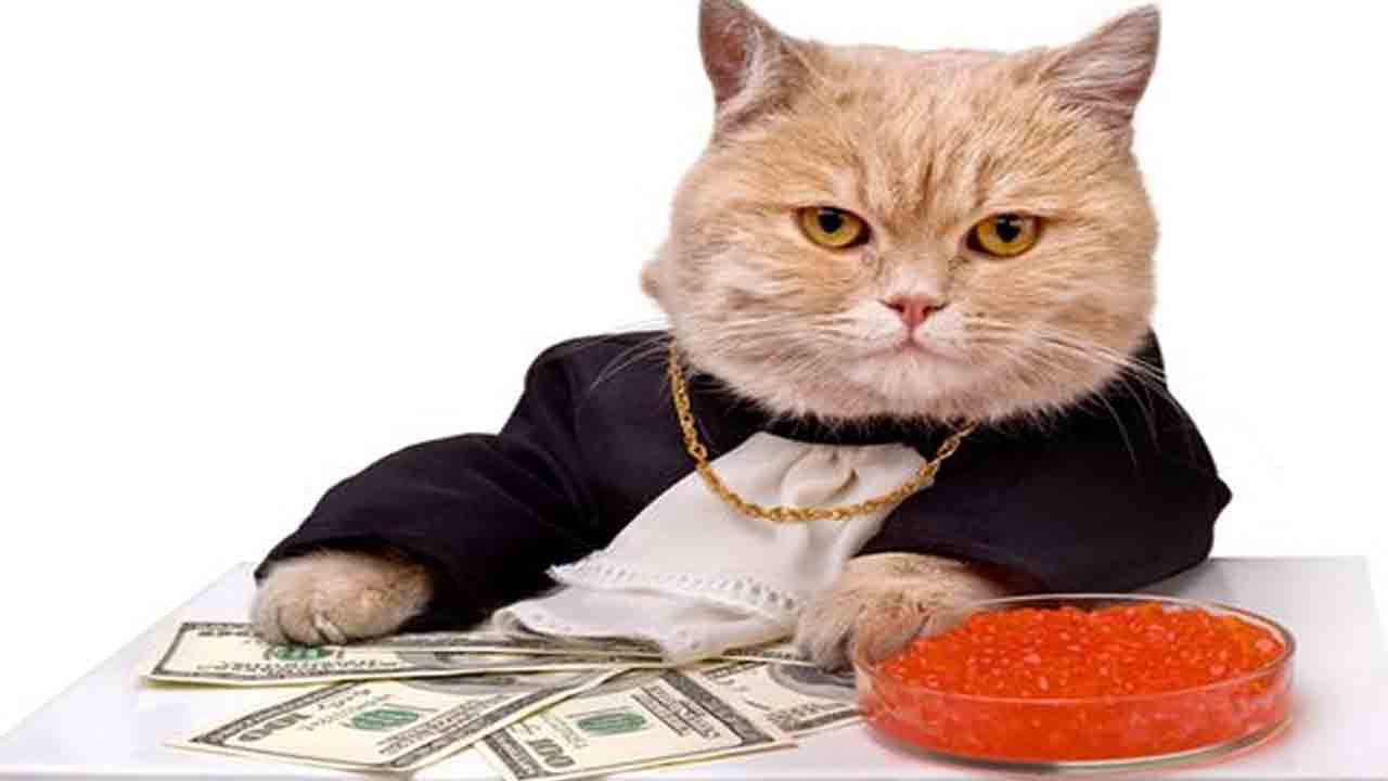 పిల్లి ఆస్తి రూ.800 కోట్లు