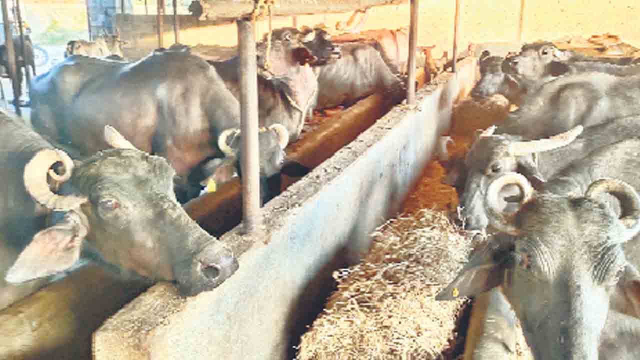 పాడి..రాబడి