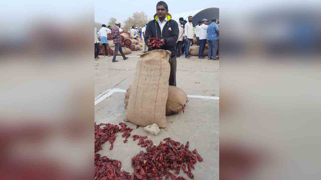 దేశీ రకం కొత్త మిర్చికి రికార్డు స్థాయిల్లో ధరలు.. క్వింటాల్‌కు రూ. 80,100,