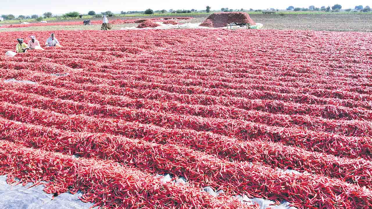 తేజా మిర్చి క్వింటా @ రూ.19,100