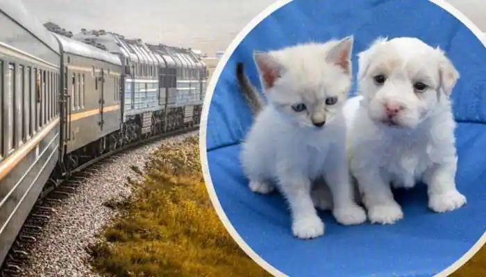 North Eastern Railway | పెట్ ల‌వ‌ర్స్‌కు గుడ్ న్యూస్‌.. బోగీల్లో ప్ర‌త్యేక ఏర్పాట్లు చేయ‌నున్న ఈశాన్య రైల్వే