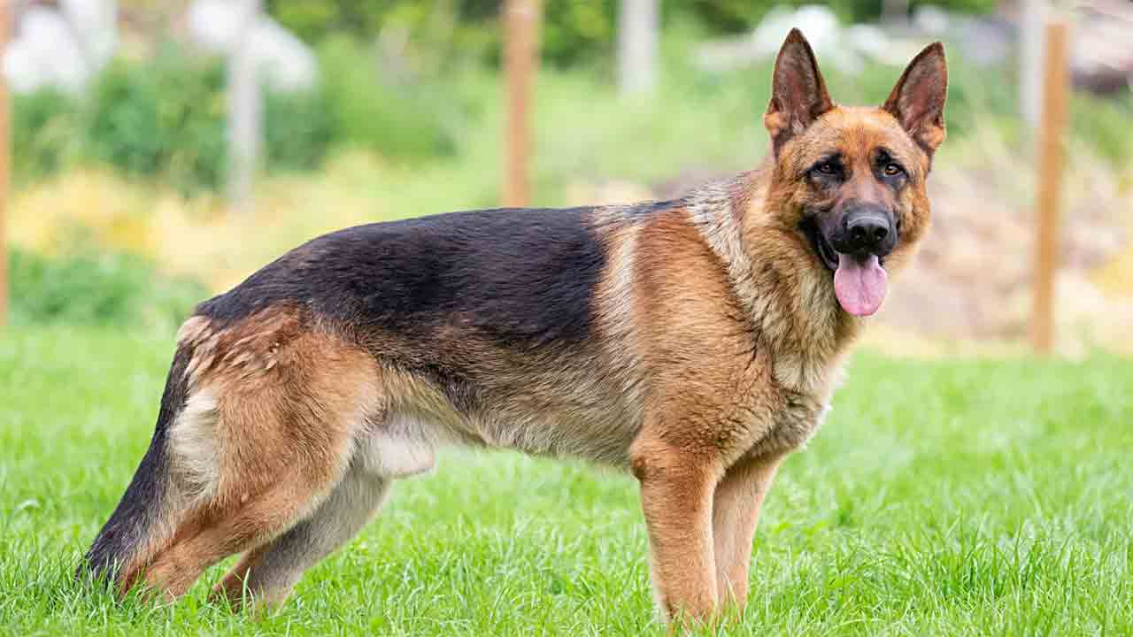 డెలివరీ బాయ్‌పై కుక్క దాడి.. నిర్లక్ష్యంగా వదిలిపెట్టిన యజమానిపై కేసు