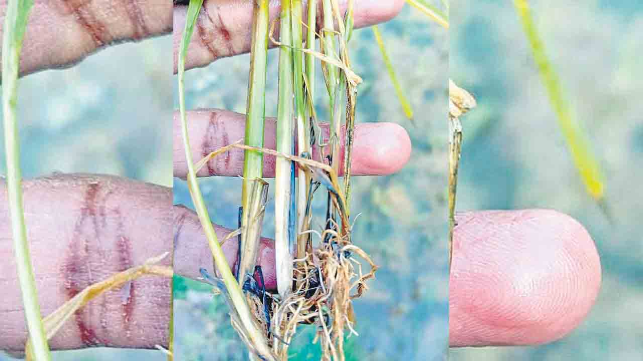 వరికి చీడపీడ