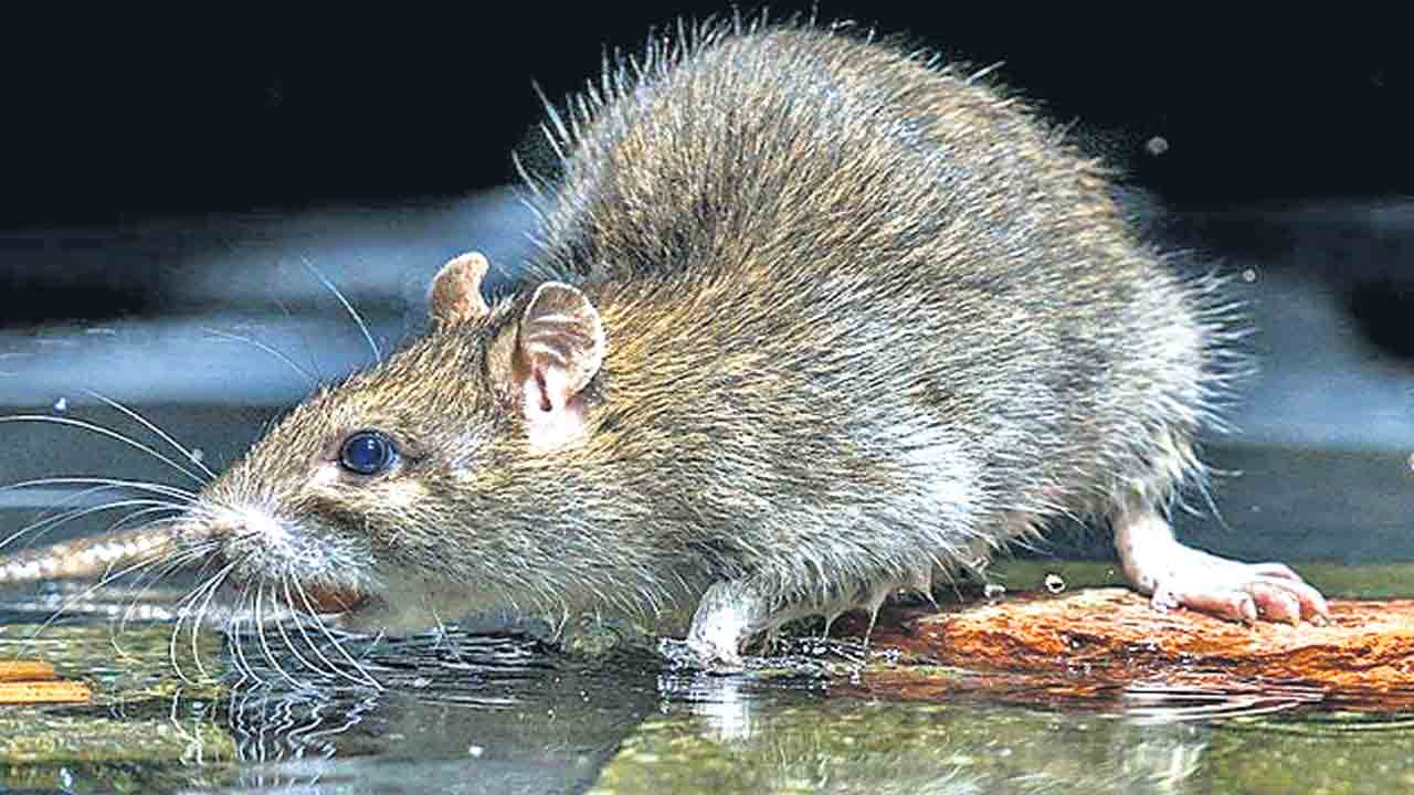 నిఘా కోసం ర్యాట్‌ సైబర్గ్స్‌