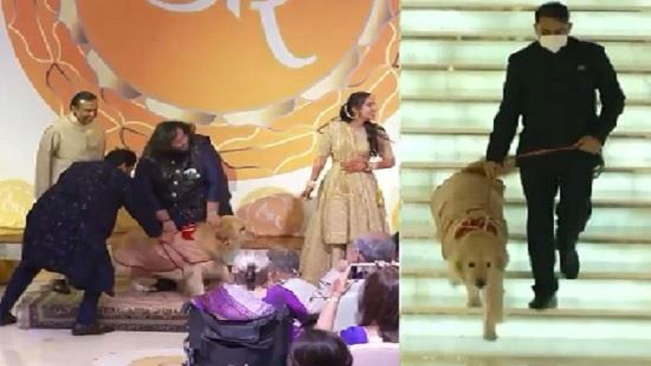 అనంత్-రాధిక ఎంగేజ్మెంట్‌.. రింగు తీసుకొచ్చిన గోల్డెన్ రిట్రీవ‌ర్‌.. వీడియో