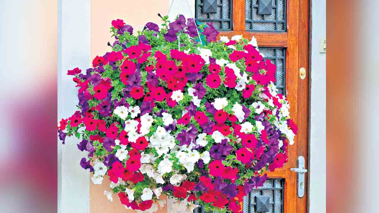 వాకిట విరిబోణి!