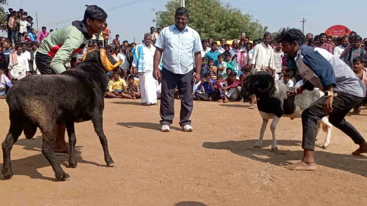 జోగులాంబ గ‌ద్వాల జిల్లాలో అంత‌ర్ రాష్ట్ర పొట్టేళ్ల పందెం..