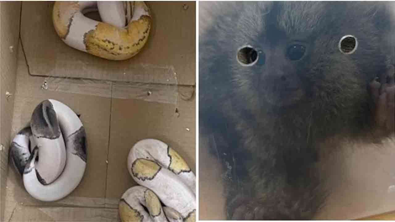 బ్యాంకాక్‌ నుంచి బెంగళూరుకు అరుదైన జంతువుల అక్రమ రవాణా.. ముగ్గురు అరెస్ట్‌