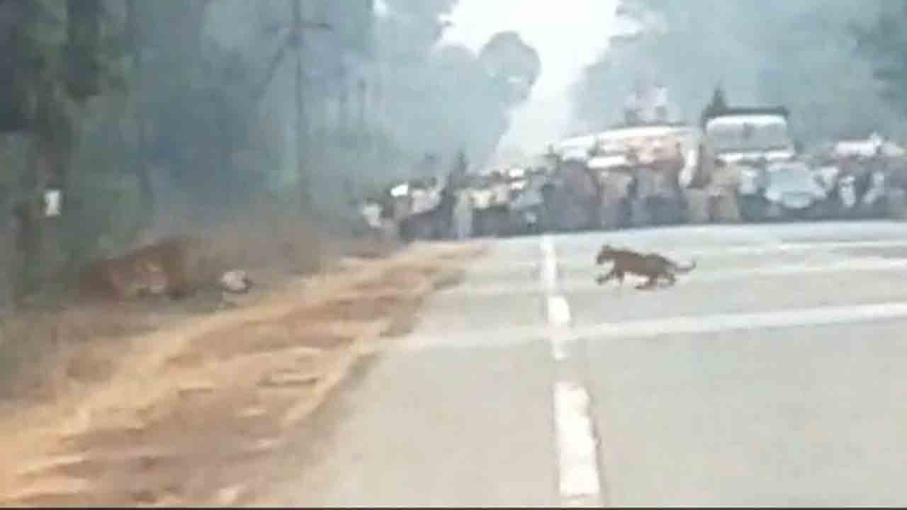 Viral Video | హైవేపై పెద్ద పులులు.. ఆగిపోయిన వాహ‌నాలు