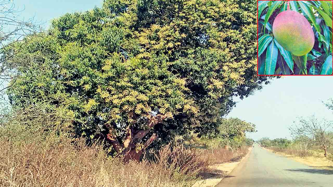 మామిడి సాగులో యాజమాన్య పద్ధతులు పాటిస్తే అధిక దిగుబడి