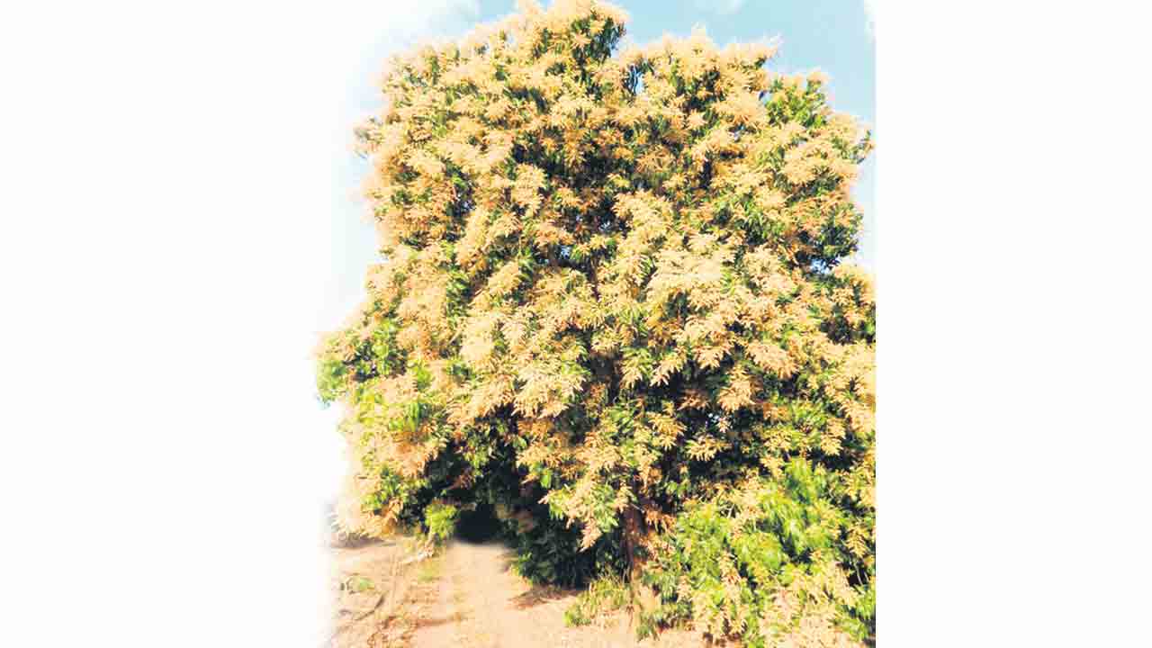 చెట్టంతా పూత