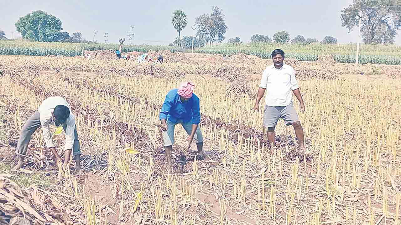 పసుపు రైతుకు పుట్టెడు కష్టాలు