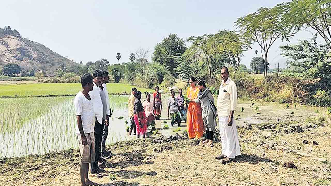 పంటల సాగులో సస్యరక్షణ చర్యలు చేపట్టాలి