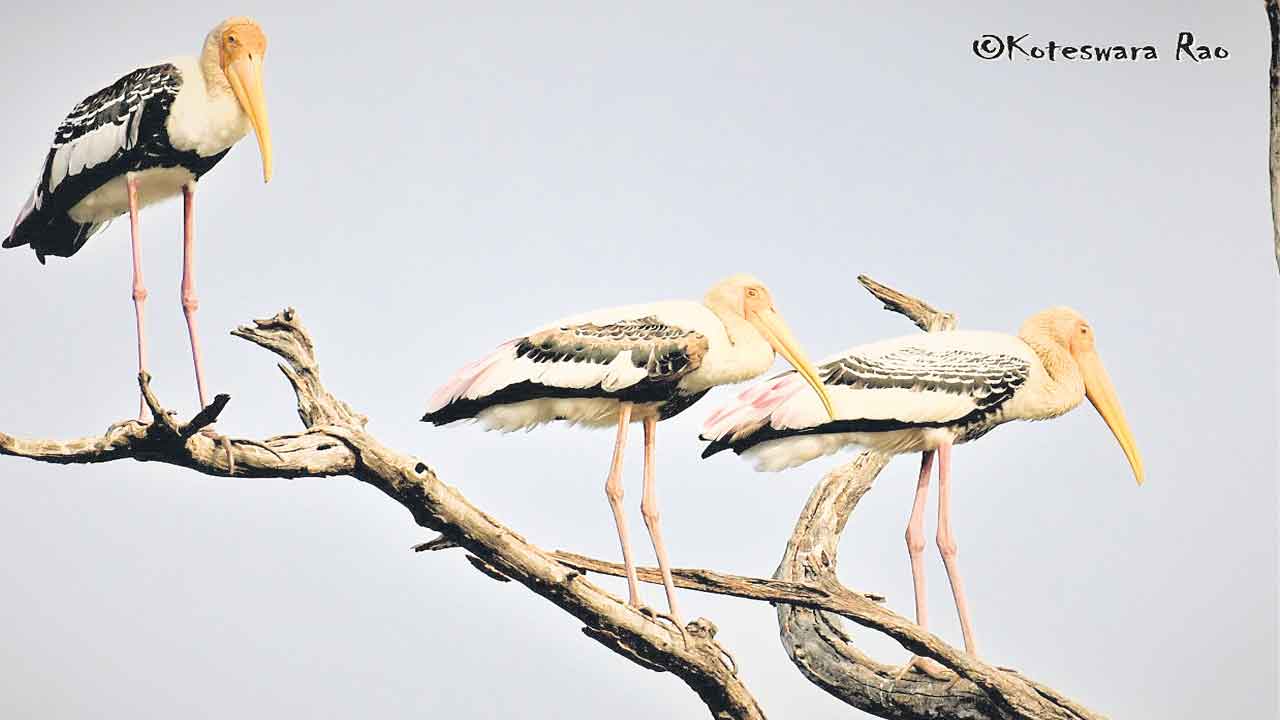 పక్షి వీక్షణకు పోదామా