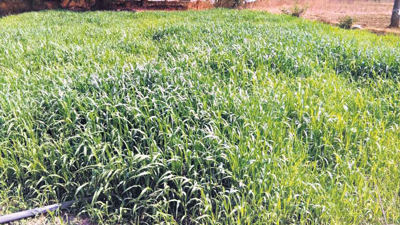 పశుగ్రాసం కొరత నివారణకు రాష్ట్ర సర్కార్‌ ప్రత్యేక చర్యలు