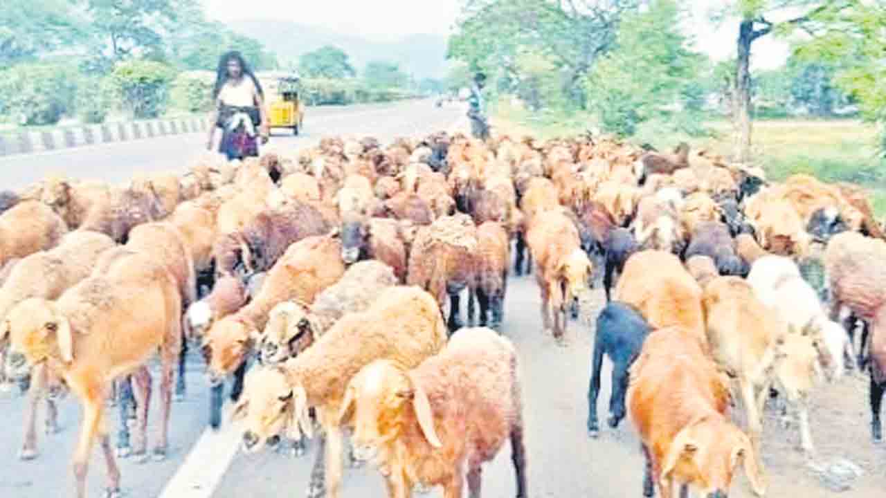 నట్టలను చంపేద్దాం జీవాలను రక్షిద్దాం