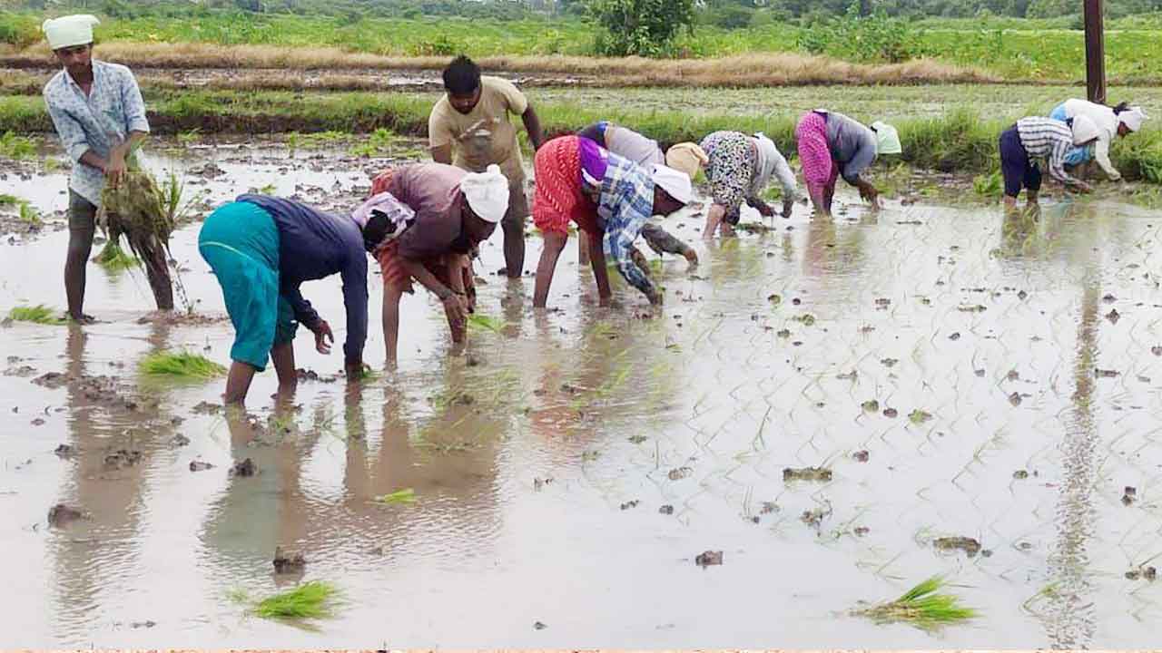 సరిపడా నీరు.. వరినాట్ల జోరు