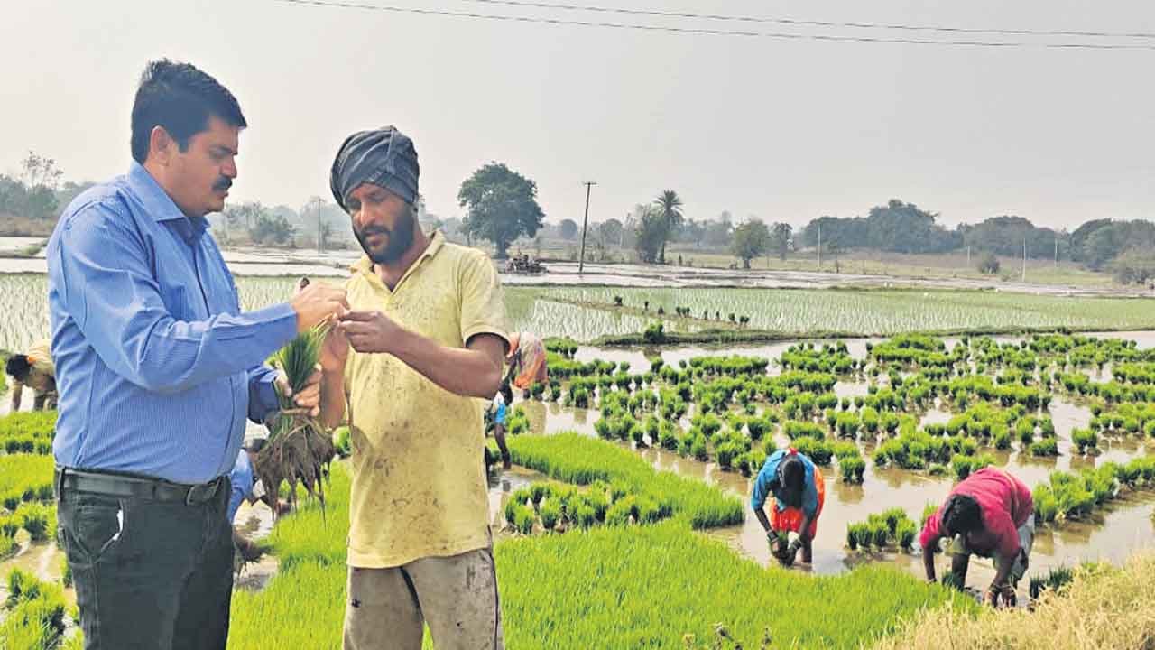 జోరుగా వరినాట్లు
