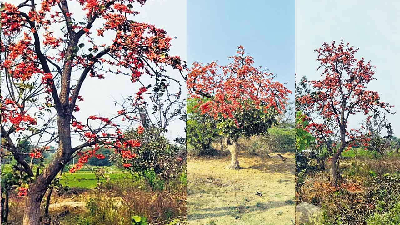 అడవి కన్య సిగలో.. మోదుగకెన్ని హొయలో…