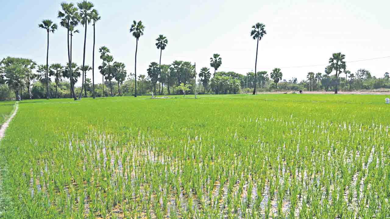 గోదావరి జలాలతో పంటలకు జీవం