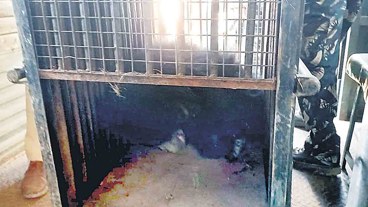 ఎట్టకేలకు చిక్కిన భల్లూకం